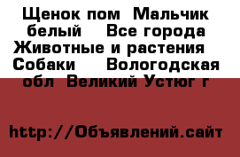 Щенок пом. Мальчик белый  - Все города Животные и растения » Собаки   . Вологодская обл.,Великий Устюг г.